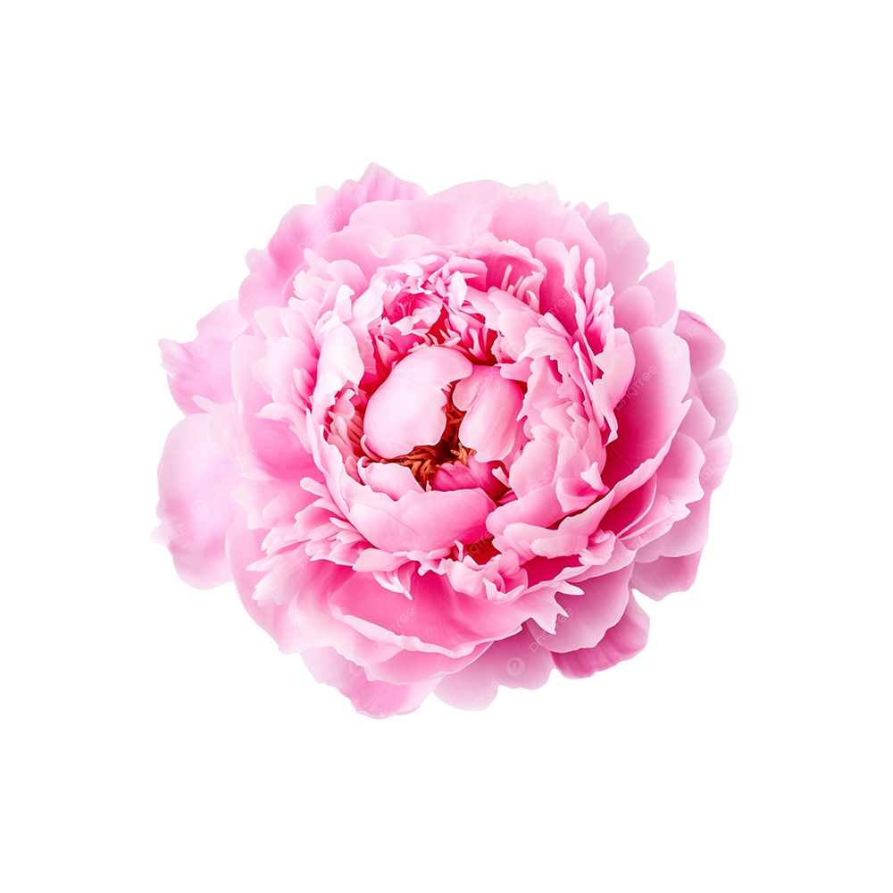 Presch Petals | Dallas Florist | Flower Delivery Dallas