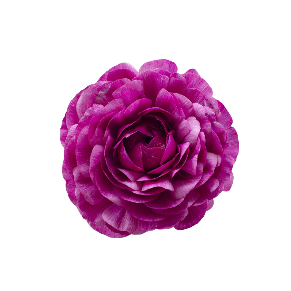 Presch Petals | Dallas Florist | Flower Delivery Dallas