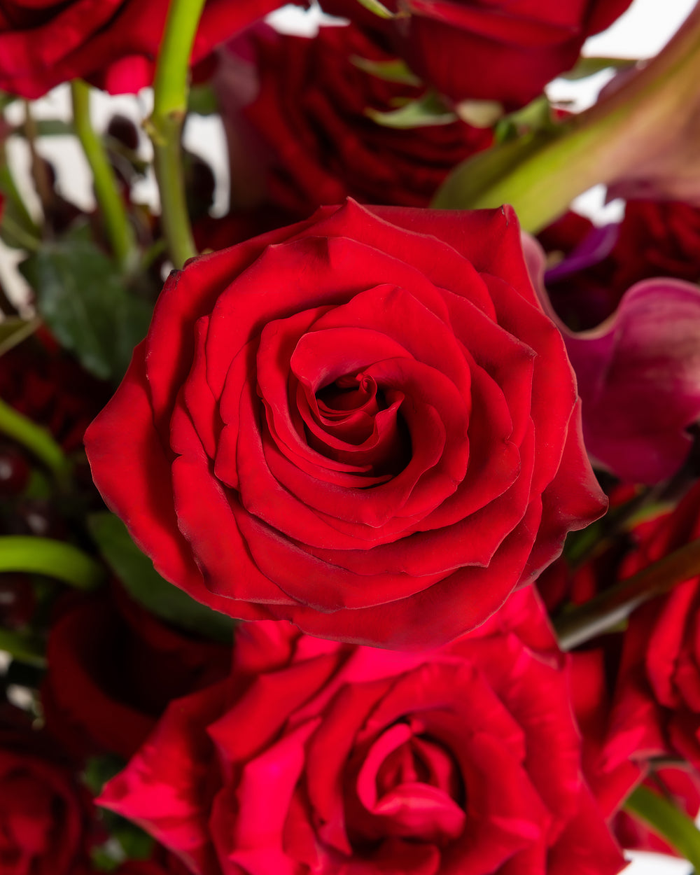 Rose and Lily Arrangement | Presch Petals Flower Arrangements Dallas 