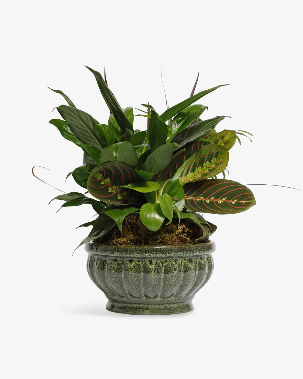 8" Dish Garden Plant Small | Presch Petals Flower & Plant Delivery Highland Park