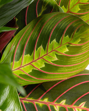 8" Dish Garden Plant Small | Presch Petals Flower & Plant Delivery Highland Park