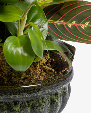 8" Dish Garden Plant Small | Presch Petals Flower & Plant Delivery Highland Park