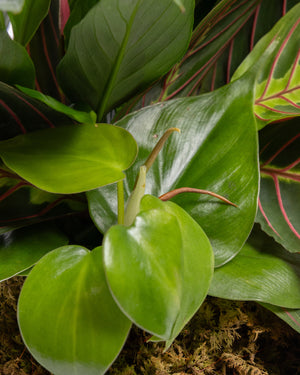 8" Dish Garden Plant Small | Presch Petals Flower & Plant Delivery Highland Park