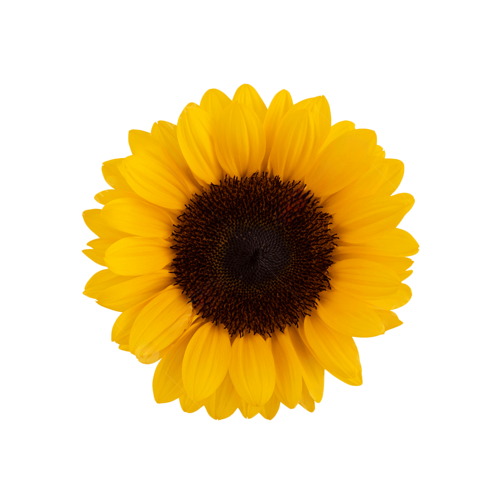 Presch Petals | Dallas Florist | Flower Delivery Dallas