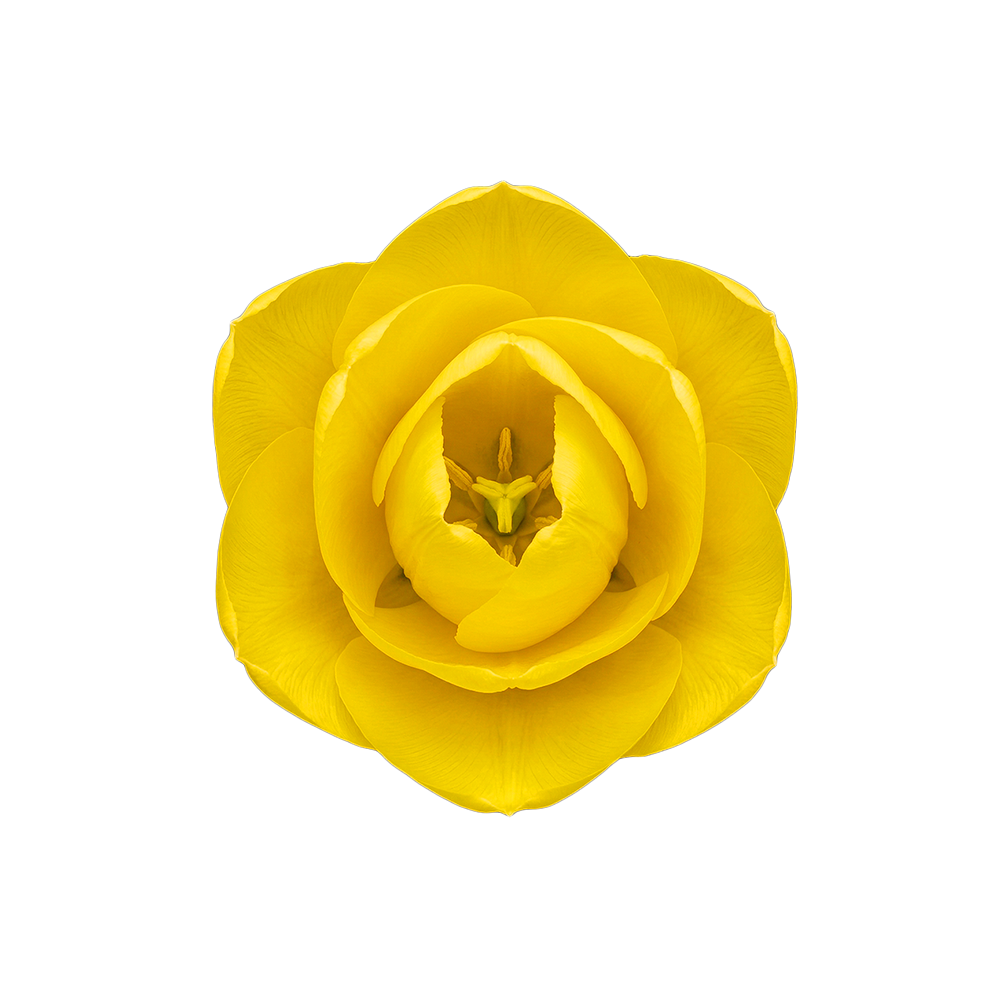 Presch Petals | Dallas Florist | Flower Delivery Dallas