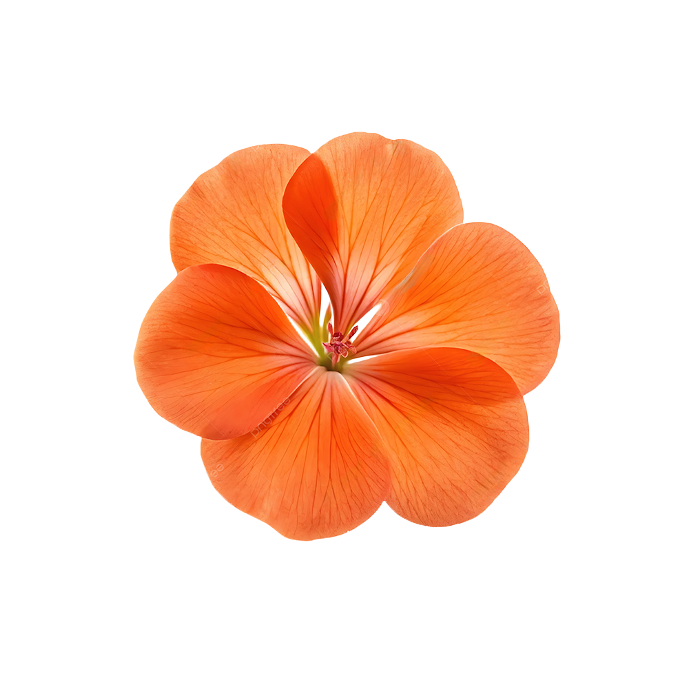 Presch Petals | Dallas Florist | Flower Delivery Dallas